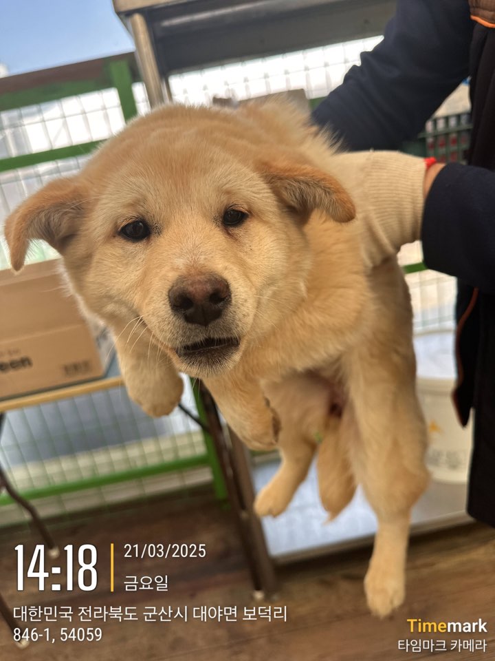 군산유기동물보호센터_445467202500263